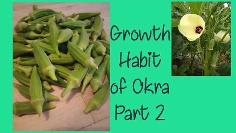 Growth Habit of Okra part 2/2 (update)