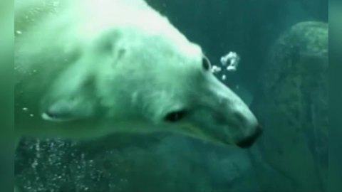 "Polar Bear Swim Time"