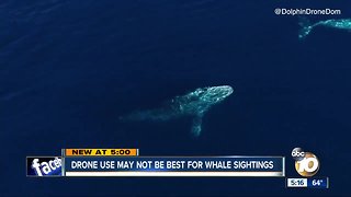 Drone use may not be best for whale sightings