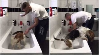 At give denne beagle et bad er ikke nogen let opgave!