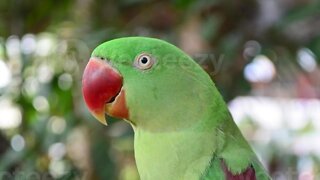Parrot Talking