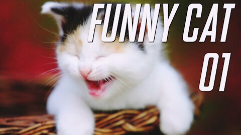 funny cats Change your Mind Cat & Cute Kitten 2021