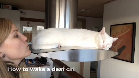 How to wake up deaf cats