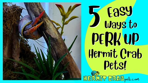 5 Easy Ways to Perk Up Hermit Crab Pets!