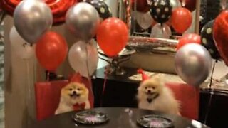 Instagram-famous dog's epic birthday party