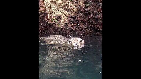 A playful seal at Lundy Island #seal #animals #wildlife #subscribe #shortsvideo #new