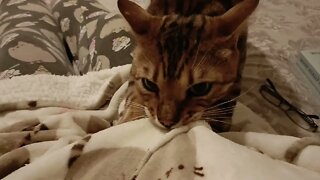 Bedford sucks my blanket hoodie like a kitten 🐆