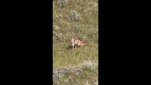 Hunting Coyotes #shorts #dog #animals #hunter #171