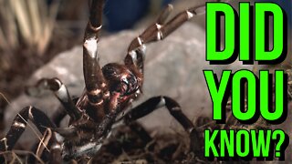Top 5 Tarantula FACTS Everyone Needs To Know!