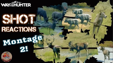 Animal SHOT Reactions Montage 2 - Way of the Hunter