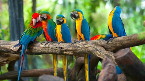 Amazing Parrots Videos | Colorful Parrots
