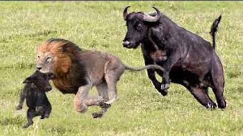 Mother Buffalo Gives Birth To Baby But Killed By Lions - Lion vs Buffalo Battle is not never