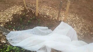 Wild Urban Gardens 2021 - Using Row Covers to Prevent Bug Damage