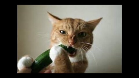 Best funny Cat vs cucumber Videos compilation - Funny cat Videos try not to laugh 😂