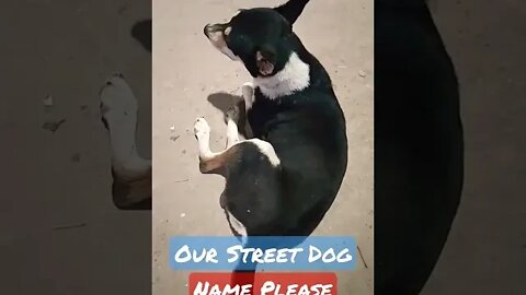 Our Street Dog, Name Please.