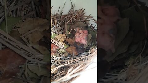 we have baby purple Martins👈🍟📺 #babybird #purplemartins