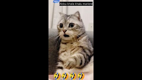 funny cat 😝🤣🤣🤣🤣🤣