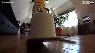 Un skieur s'essaie au défi du papier toilette