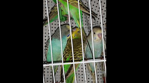Cute Parrots romance.