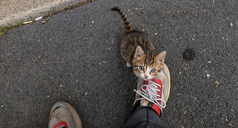 Tiny Kitten's Cry for Help on a Freezing Cold Day