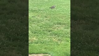 Groundhog Eating Grass