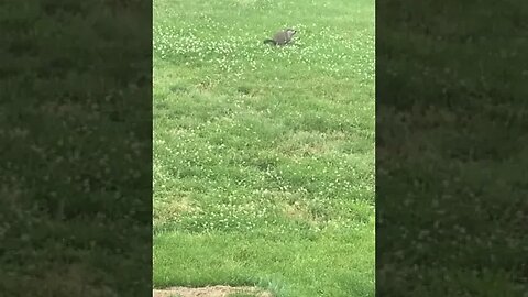 Groundhog Eating Grass