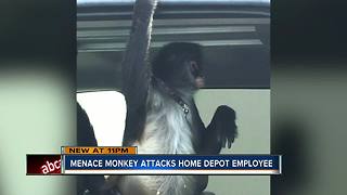 Pet monkey escapes from truck, attacks Home Depot employee