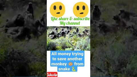 All money trying to save another monkey from snake 🐍#shorts #youtubeshorts