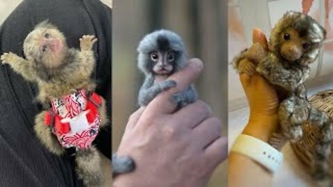 😍🤣😂FINGER MONKEY - Cute and Funny Video Of Common Marmoset Monkey 2021🤣😂😍