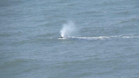 First Right Whales of the season show up a month late