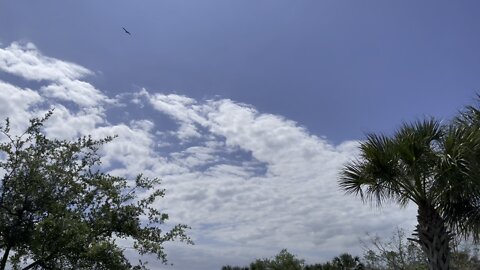 4K Osprey Fishing In Paradise