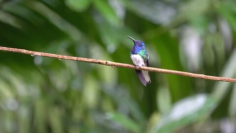 CatTV: White Necked Jacobin chilling on a line