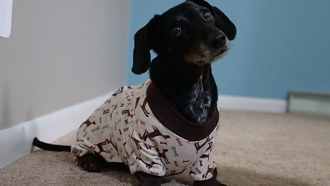 Watch This Wiener Dog Being Too Lost In A Pair Of Pajamas