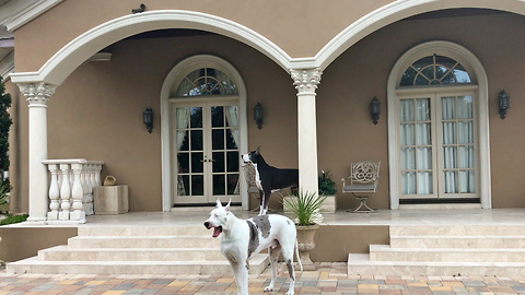 Funny Great Dane Too Lazy to Chase Squirrel