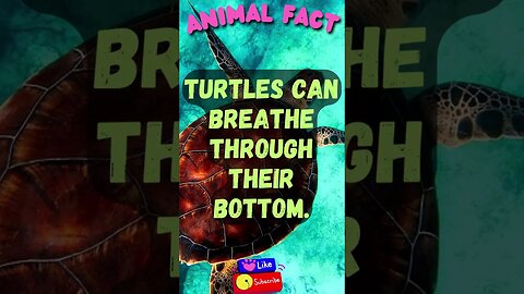 Discover Fascinating Animal Facts👀 #shorts #shortsfact #animalfacts #funfactsshorts #fauna #turtle