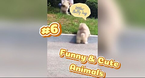 Animals Doing Funny Things 🤣😹🦝 - Funny Animals Videos