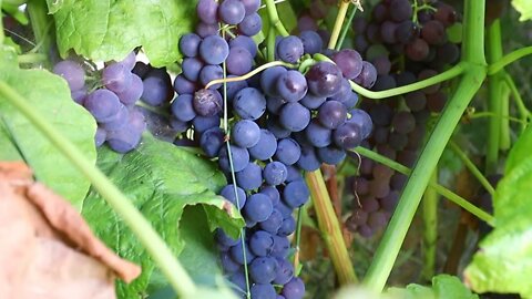 How to Prune Table Grapes for BEGINNERS