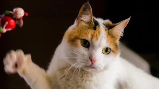 Watch This Cat Pown This Dog! Wow (#12) | Funny Cat Videos (#Clips)