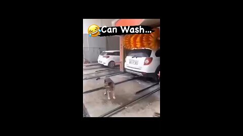 Dog Car Wash Funny Video 😂