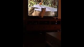 Cat attempts to catch birds on TV screen