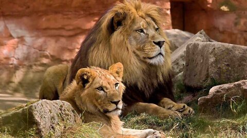 ONE HOUR of Amazing Animal Moments | lion king | africawildanimals
