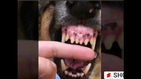 Funny dog's video