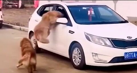 DOG JUMPS INTO A MOVING CAR