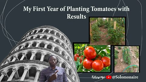 My First Year of Tomatoes Planting with Results 😳🍅| #tomato #farming #food #shorts #like #subscribe