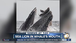 Photo shows sea lion in whale's mouth?