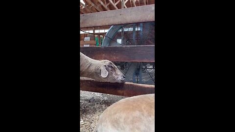 Sheep Spotted Cooling Off By Large Fan During Summer Heat