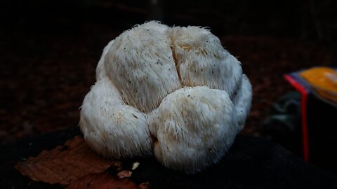 Lion's Mane mushroom Properties and cooking. Herbal tea made with Lion's Mane. Bushcraft #shorts