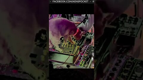 Acid Panther Cameo Plays Analog Four by Elektron - DUKE ACID PAWS 002 #techno #live #CatPlaysTechno