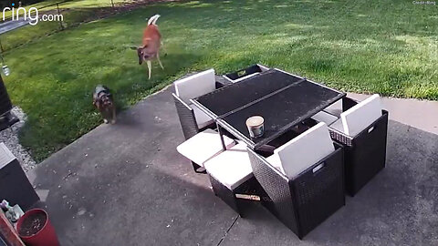 Dog And Deer Caught Playing A Game Of Tag In Yard By Ring Camera