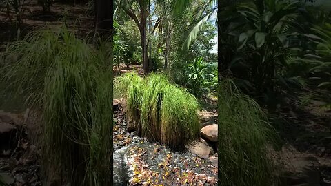 Gold Coast Regional Botanic Gardens #australiancity #qld #australia #travel #queensland #goldcoast